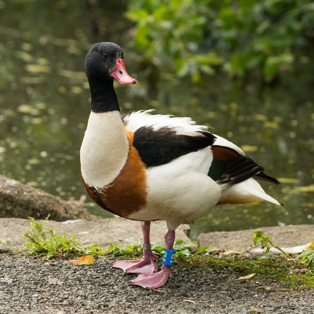 Shelduck with colour ring